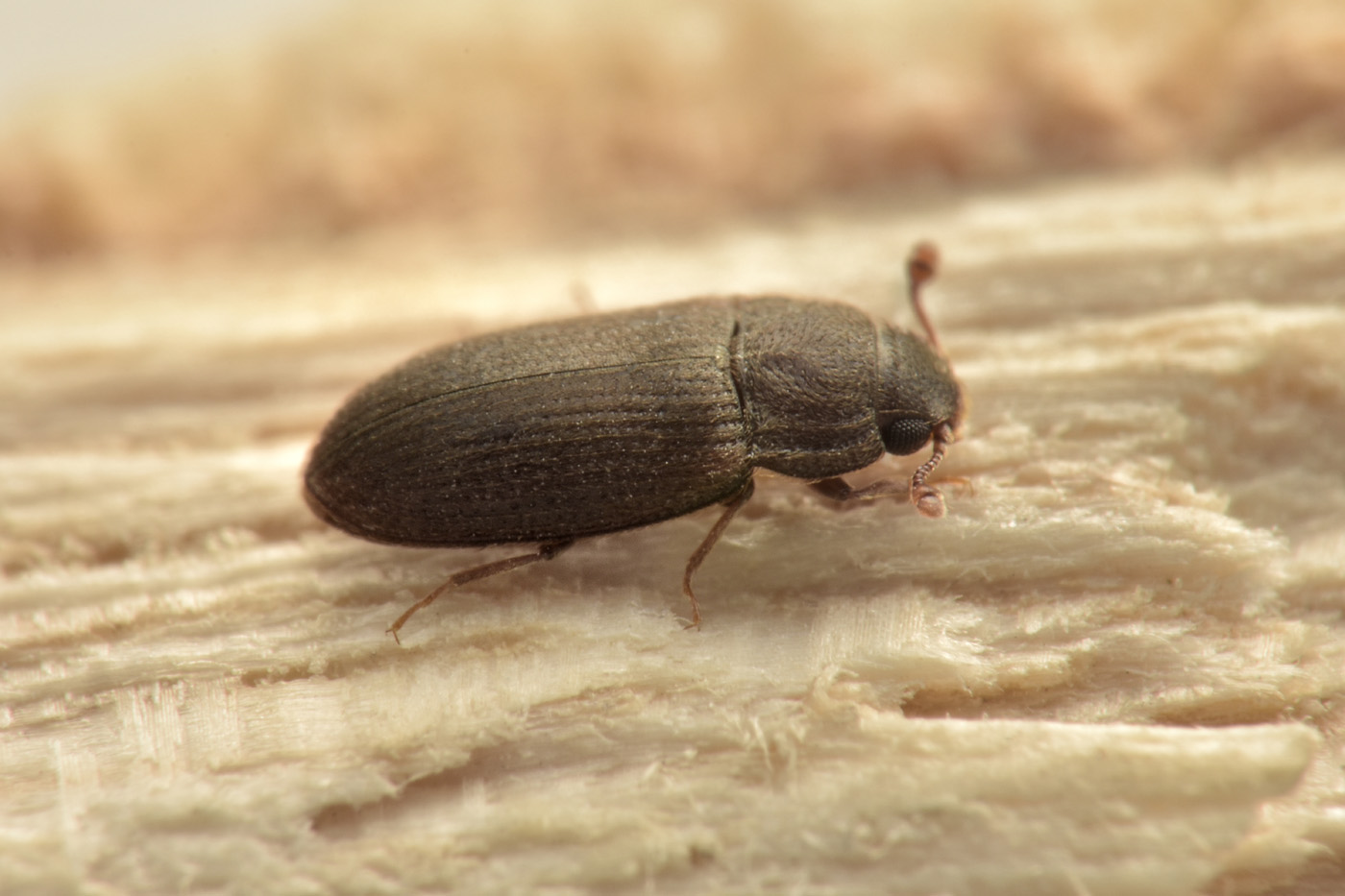 Biphyllidae: Biphyllus frater? S